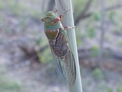 Macrotristria intersecta