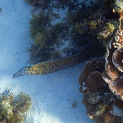 Gymnothorax annasona