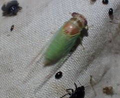 Palapsalta ligneocauda