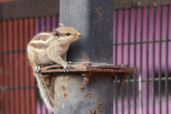 Funambulus pennantii