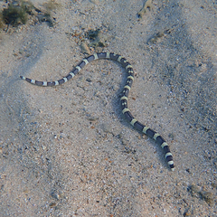 Leiuranus versicolor