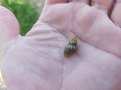 Plotiopsis balonnensis