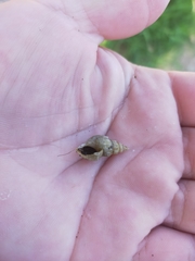 Plotiopsis balonnensis