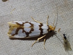 Xylorycta ophiogramma