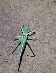 Terpandrus