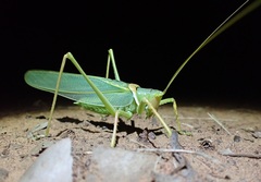 Terpandrus