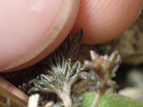Image of Euphrasia zelandica by (c) Paul Bell-Butler, some rights reserved (CC BY)