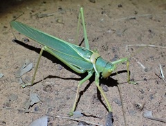 Terpandrus