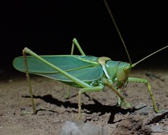 Terpandrus