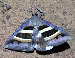 Grammodes cooma