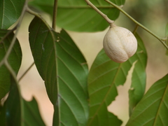 Aglaia lawii