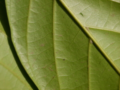 Aglaia lawii
