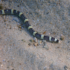 Leiuranus versicolor