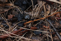 Brevisentis kaputarensis