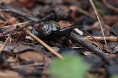 Brevisentis kaputarensis