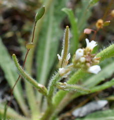 Neotorularia torulosa