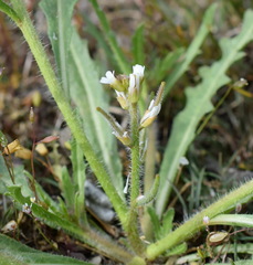 Neotorularia torulosa
