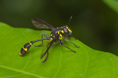 Monoceromyia javana