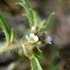 Neotorularia torulosa