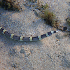 Leiuranus versicolor