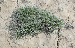 Petrosimonia brachiata