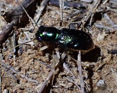 Megacephalina