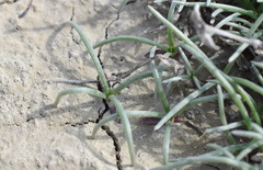 Petrosimonia brachiata