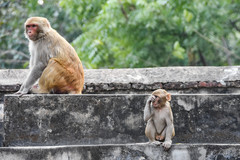 Macaca mulatta