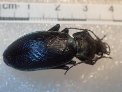 Carabus praecellens