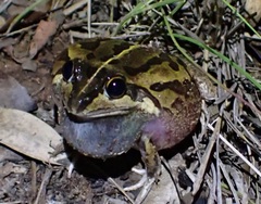 Ranoidea longipes