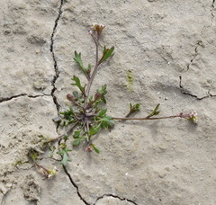 Hornungia procumbens