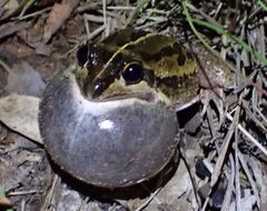 Ranoidea longipes