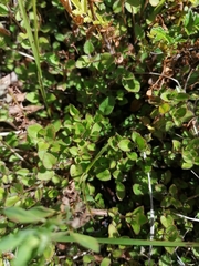 Leptostigma setulosum