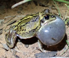 Ranoidea longipes