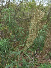 Artemisia selengensis