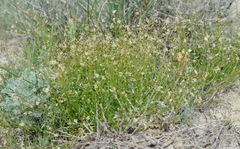Hornungia procumbens