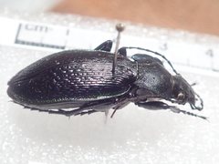 Carabus praecellens