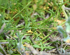 Hornungia procumbens