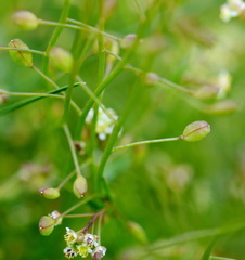Hornungia procumbens
