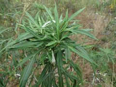 Artemisia selengensis