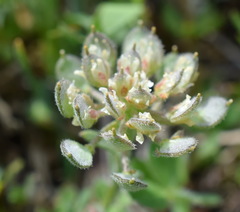 Alyssum umbellatum