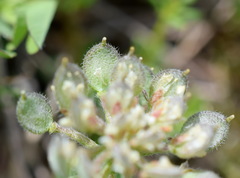 Alyssum umbellatum