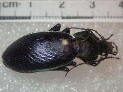 Carabus praecellens