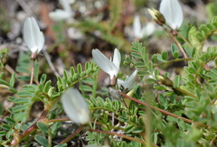 Astragalus guttatus