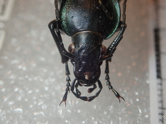 Carabus praecellens