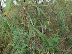 Artemisia selengensis