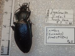 Carabus praecellens