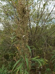 Artemisia selengensis