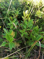 Veronica stricta macroura