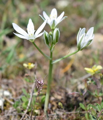 Ornithogalum navaschinii